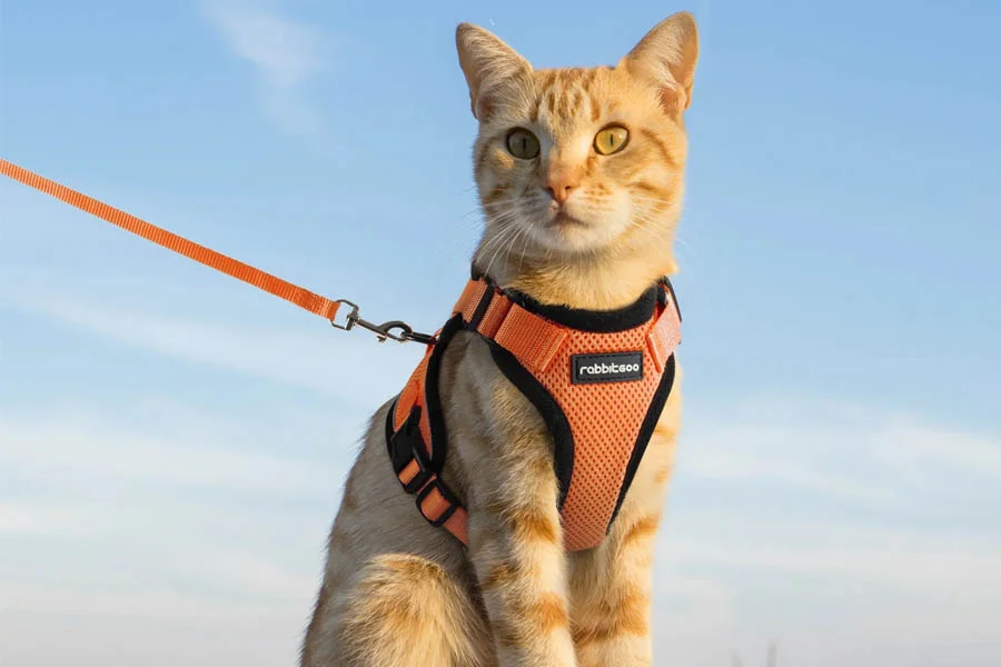 Breathable Cat Harness