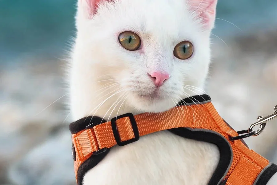 Cat Harness with Velcro