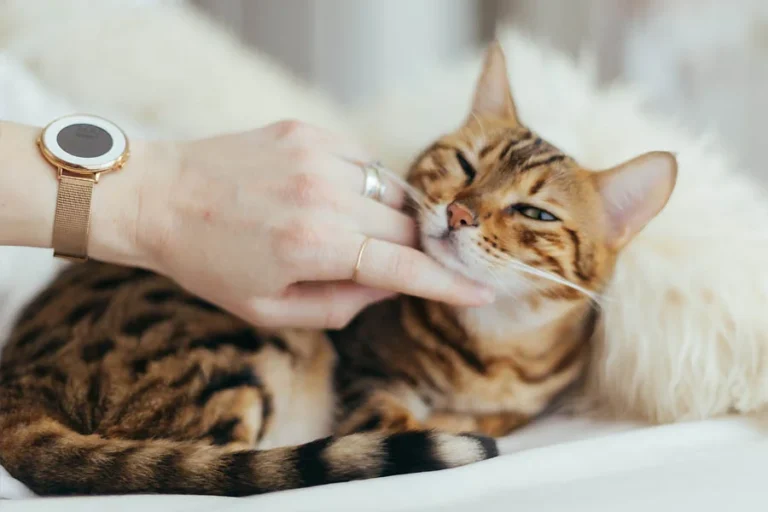 Cat nest with thermal padding